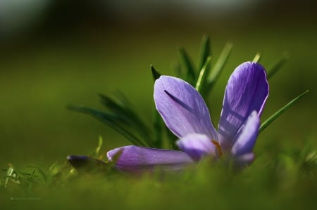 Blue flower - grass, flower, nature, Blue