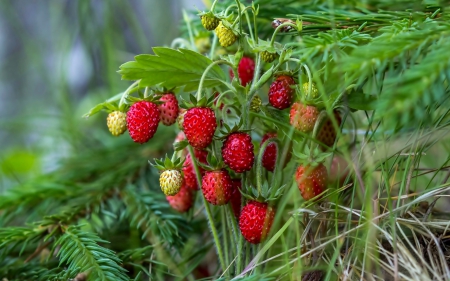 Strawberries - forest, strawberries, fruit