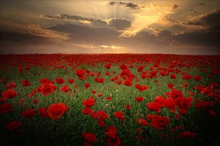 Poppy - flowers, clouds, sunset, Poppy