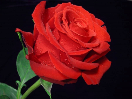 Beautiful - red, flower, background, drops, rose, petals, bud