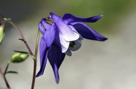 Purple - white flower - white, nature, purple, flower