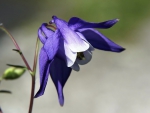 Purple - white flower