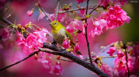 Here Comes Spring - leaves, tree, bird, spring