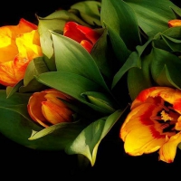 Beautiful Tulips