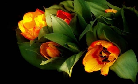 Beautiful Tulips - Tulips, Beautiful, Nature, Flowers