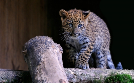 Young leopard - Young, leopard, blue, eyes, tree