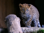 Young leopard