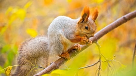 Squirrel - animal, leaves, tree, squirrel