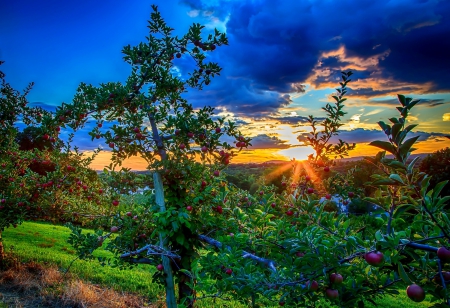 Sunset - fruit, Sunset, trees, orchard