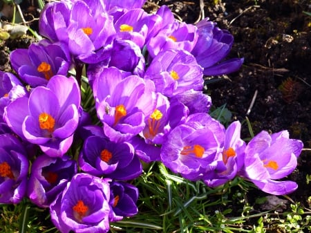 Crocus - sunshine, crocus, garden, grass, spring