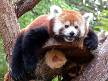 Red panda - panda, tree, forest, red