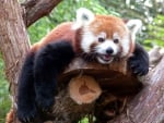 Red panda