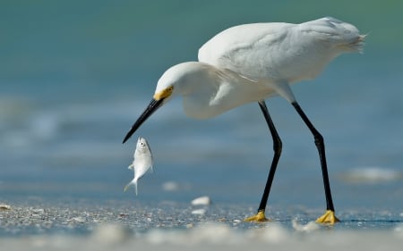 White heron - bird, heron, fish, White