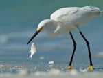 White heron