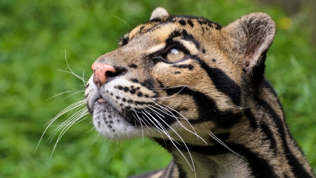 Wild cat - head, grass, Wild, cat