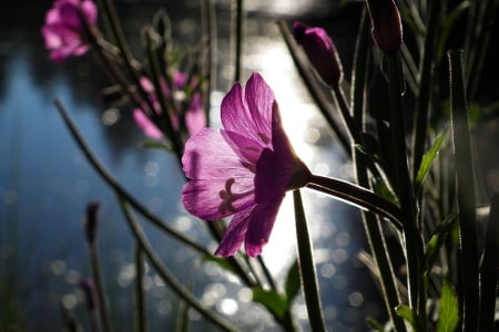 Purple flowers - water, purple, flowers, stems