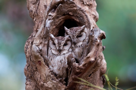 Two owls - owls, Two, hollow, tree