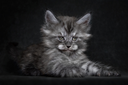 Small gray kitten - animal, gray, small, kitten