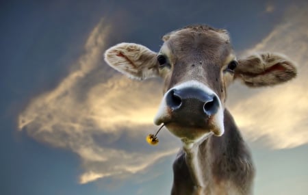 Cow - funny - sky, funny, cow, flower