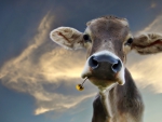 Cow - funny