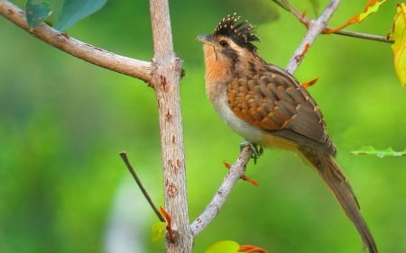 Bird - shrub, Bird, branches, outdoor