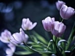 Lilac tulips