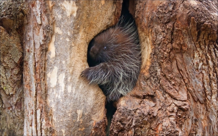 Small porcupine - tree, porcupine, porcupine tree, small, hollow