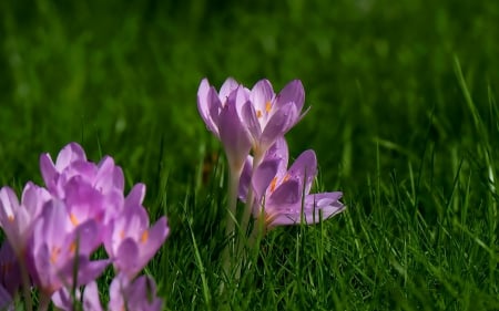 Crocuses - nature, crocuses, flowers, grass