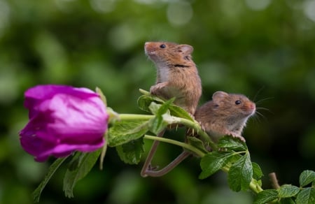 Two mice - leaves, two mice, animals, flower