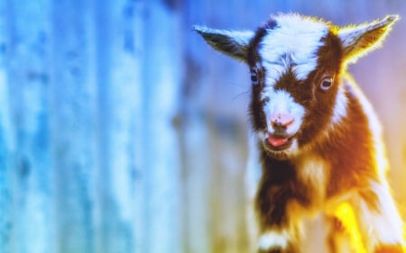 Small parti goat - animal, parti, small, goat