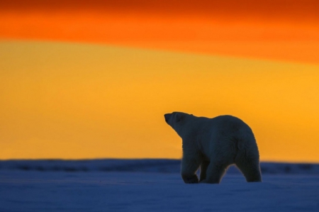 Polar Bear - winter, animal, sunset, polarbear