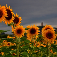 Sunflowers