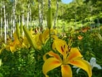 Lilies in Birch Forest