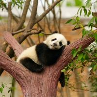 Panda Sleeping in Tree