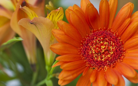 Gerbera - flower, petals, nature, gerbera