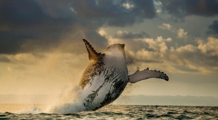 Whale jump - amazing, water, sea, whale