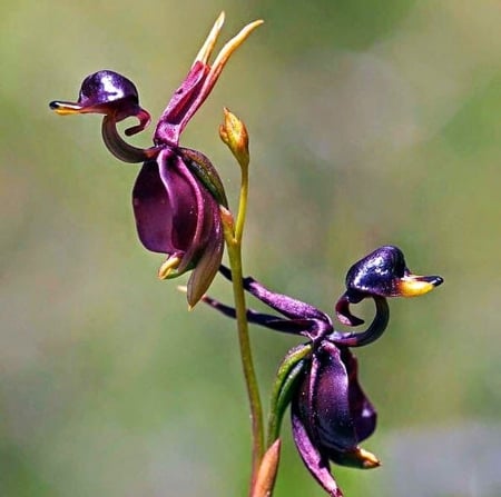 Strange flowers - flower, strange, nature, beautiful