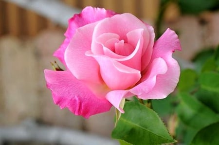 Rose - one, rose, pink, beautiful