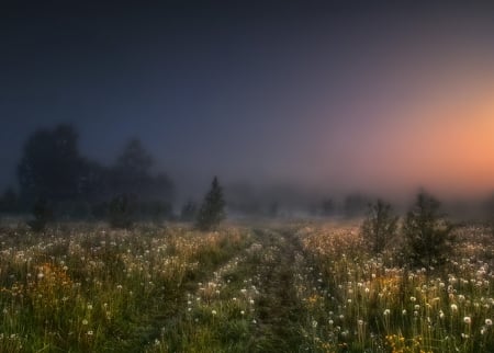 Our beautiful planet - field, tree, fog, sunset