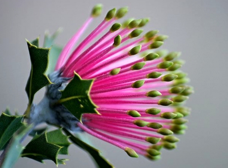 Awesome flower - Awesome, flower, purple, green