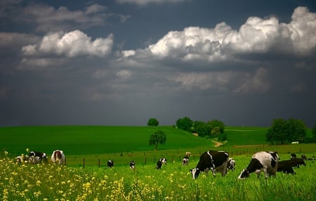 Green pastures - cloud, cows, pastures, green