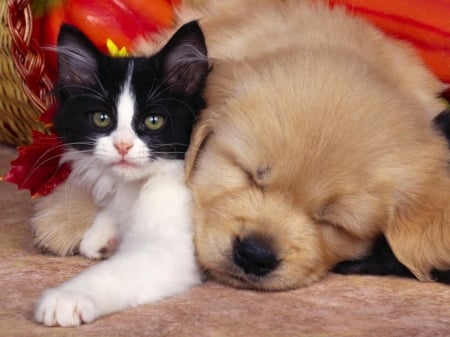 Lovely Friendship - puppy, cat, dog, animal, friendship, lovely, kitten