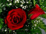 Red Roses