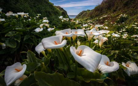 Callas - white, flower, calla, valley, yellow, blue, green