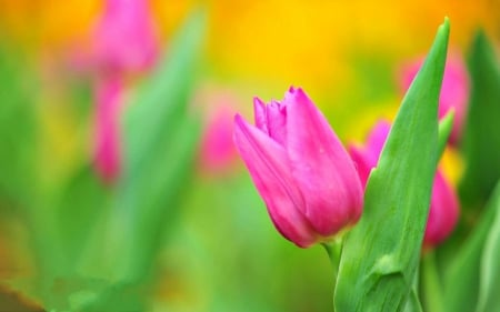 Tulips - flower, pink, tulip, spring, yellow, green