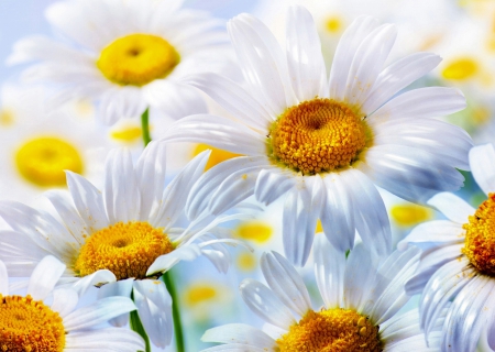 White  Daisy - Daisy, Flower, nature, White