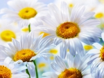 White  Daisy