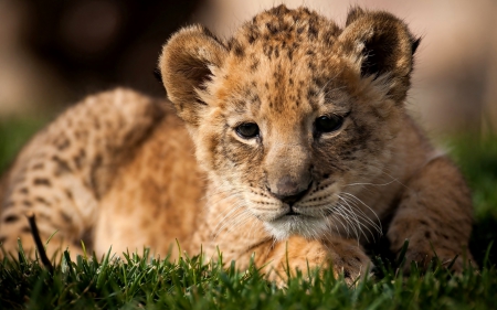 Small cheetah - cheetah, Small, grass, animal