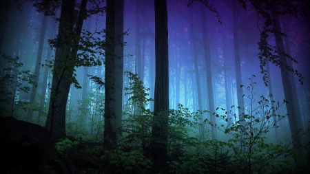 Fog in the Forest - fog, nature, forest, trees