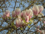 Blooming magnolias